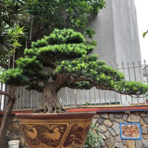 tùng la hán hợp mệnh kim và thủy