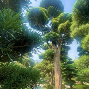 tùng la hán làm bóng mát