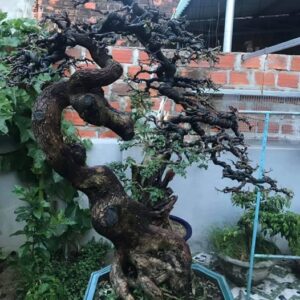 xén tỉa cắt cành cho cây me bonsai