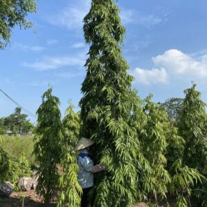 hoàng nam là loại cây sống lâu năm