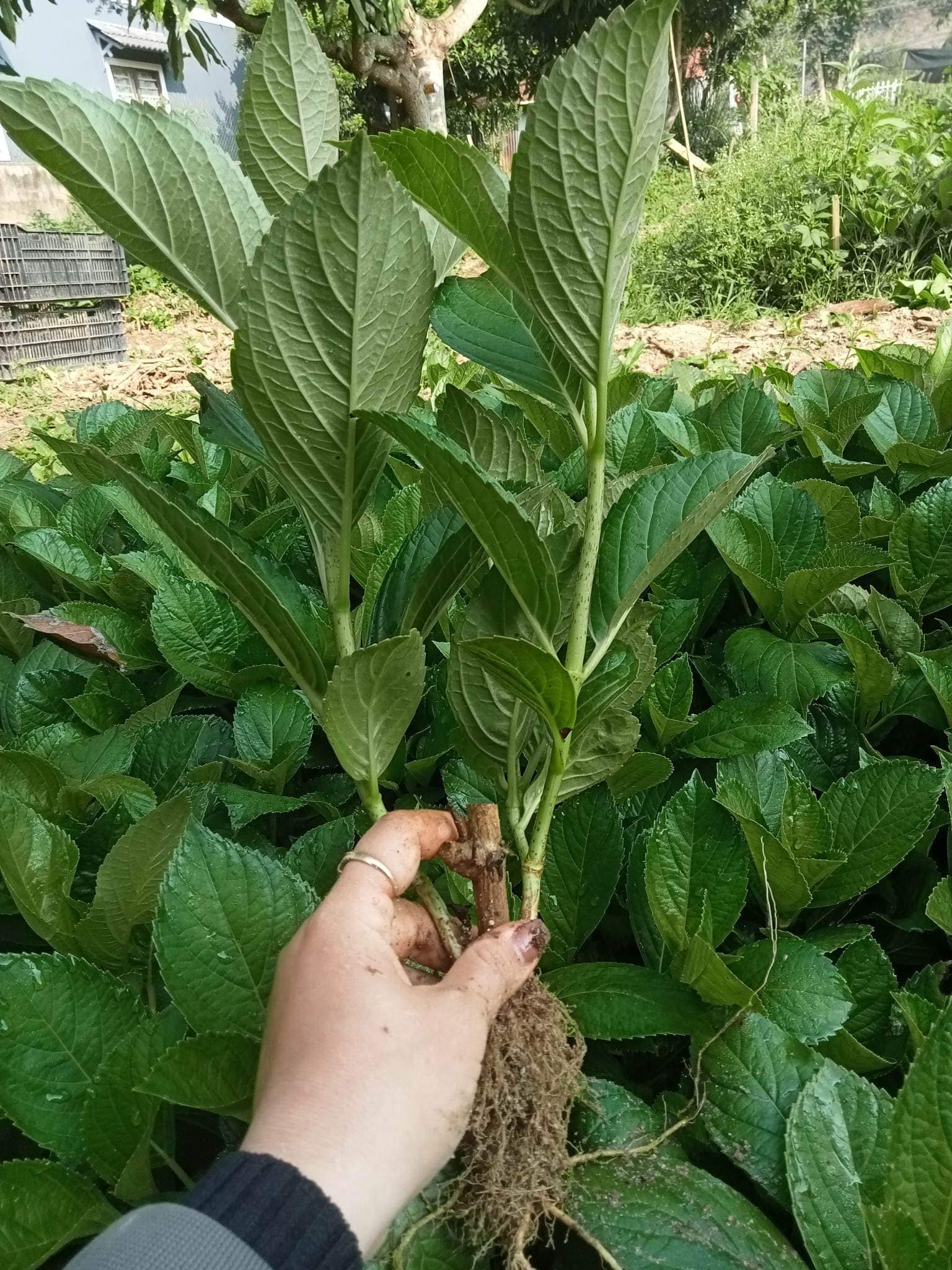 cách trồng cẩm tú cầu bằng cành