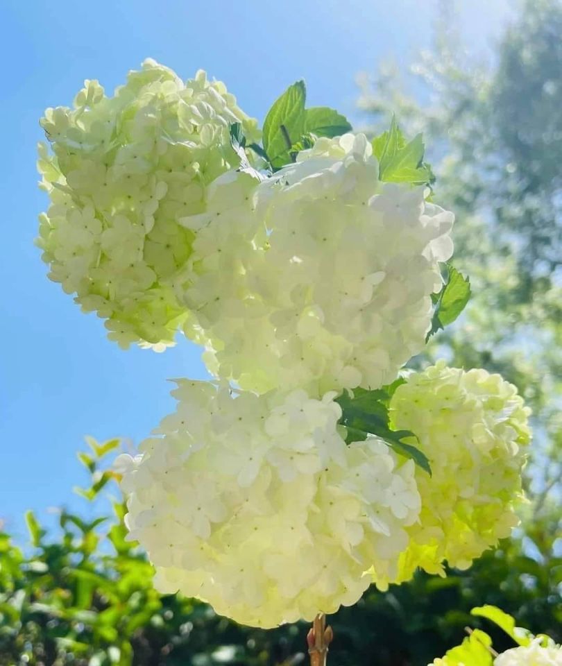 cẩm tú cầu trắng