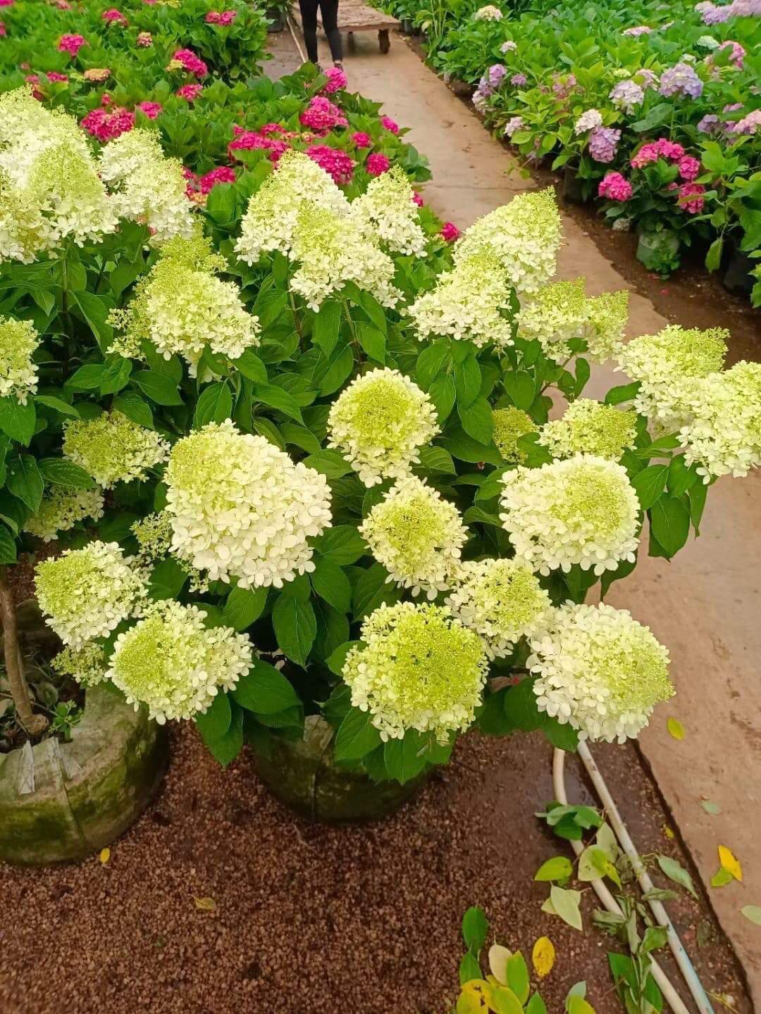 cây cẩm tú cầu