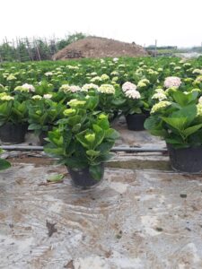 cây cẩm tú cầu