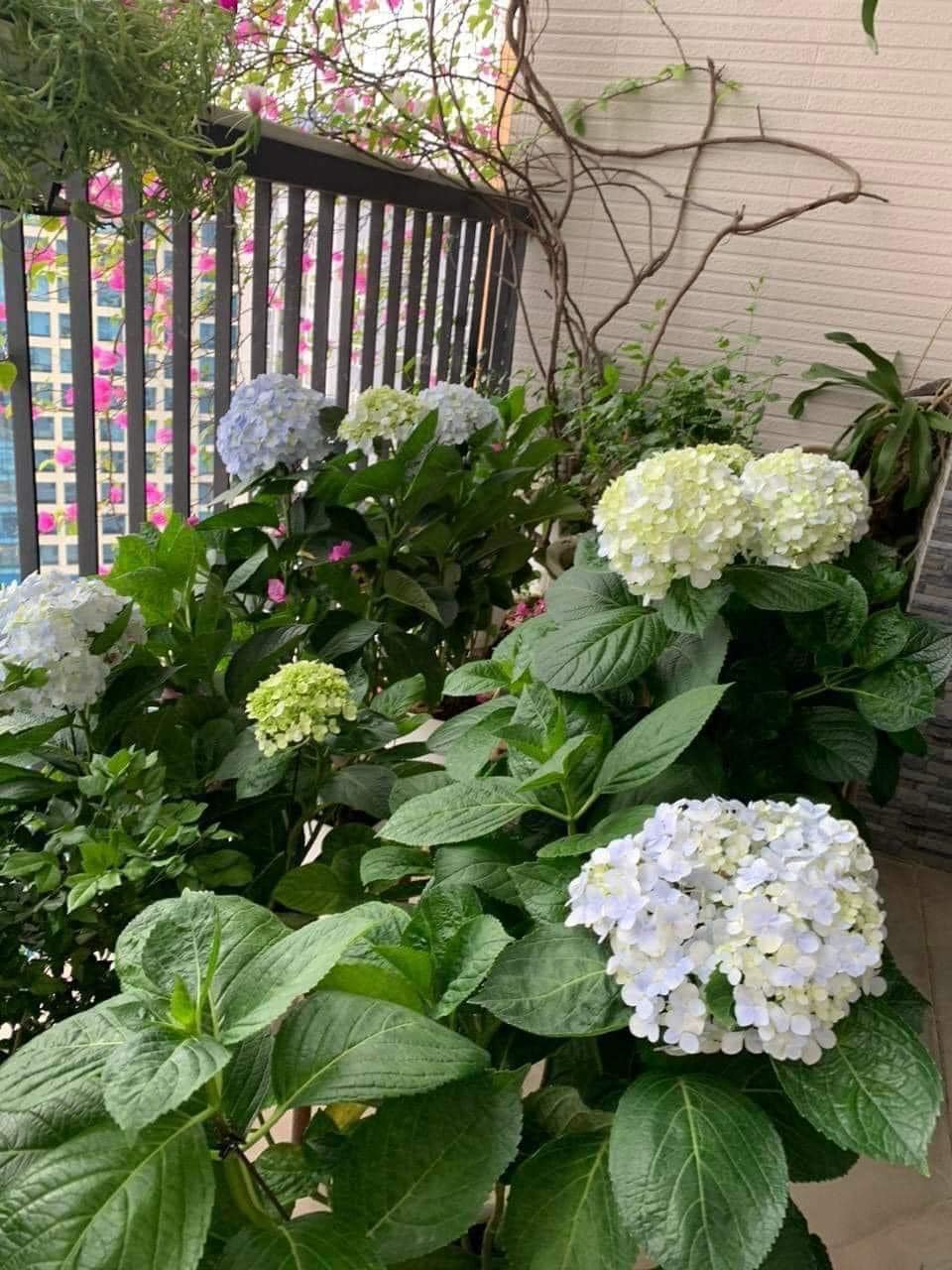 cây cẩm tú cầu trồng ở ban công trong nhà