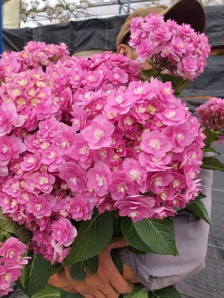 cây cẩm tú hồng