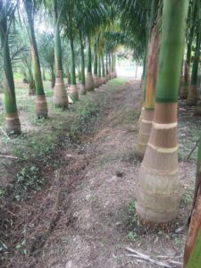 cây cau cảnh
