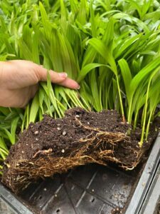 cây cau cảnh giống