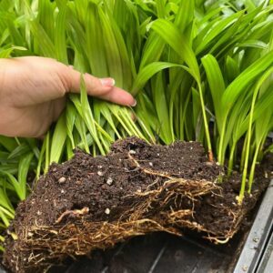 cây cau cảnh giống