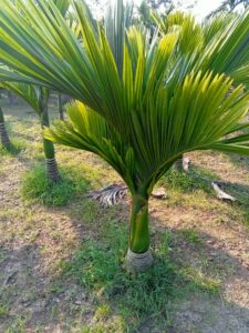 cây cau cảnh mang lại năng lượng tích cực