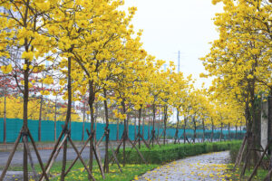 cây chuông vàng