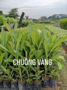cây chuông vàng giống