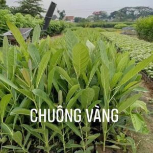 cây chuông vàng giống