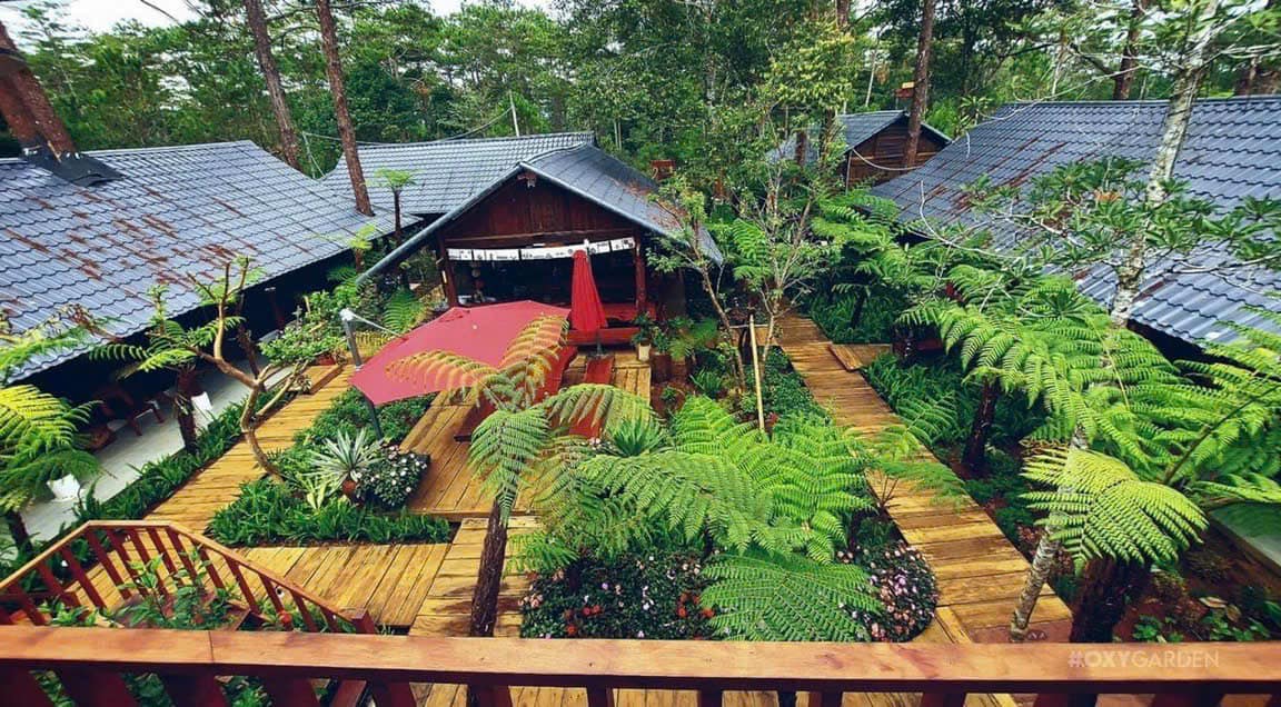 cây có khả năng lọc không khí tạo không khí trong lành, không gian thoáng mát