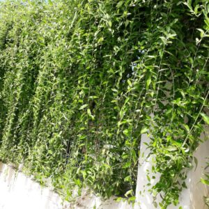 cây có tác dụng thanh lọc bầu không khí