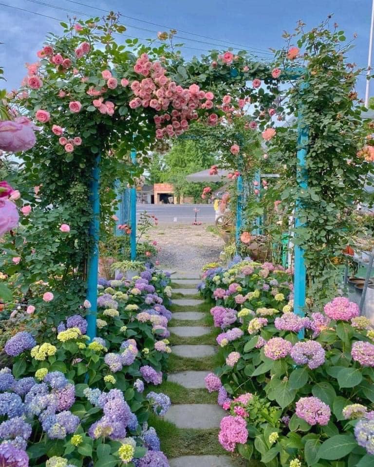 cây có tác dụng trang trí