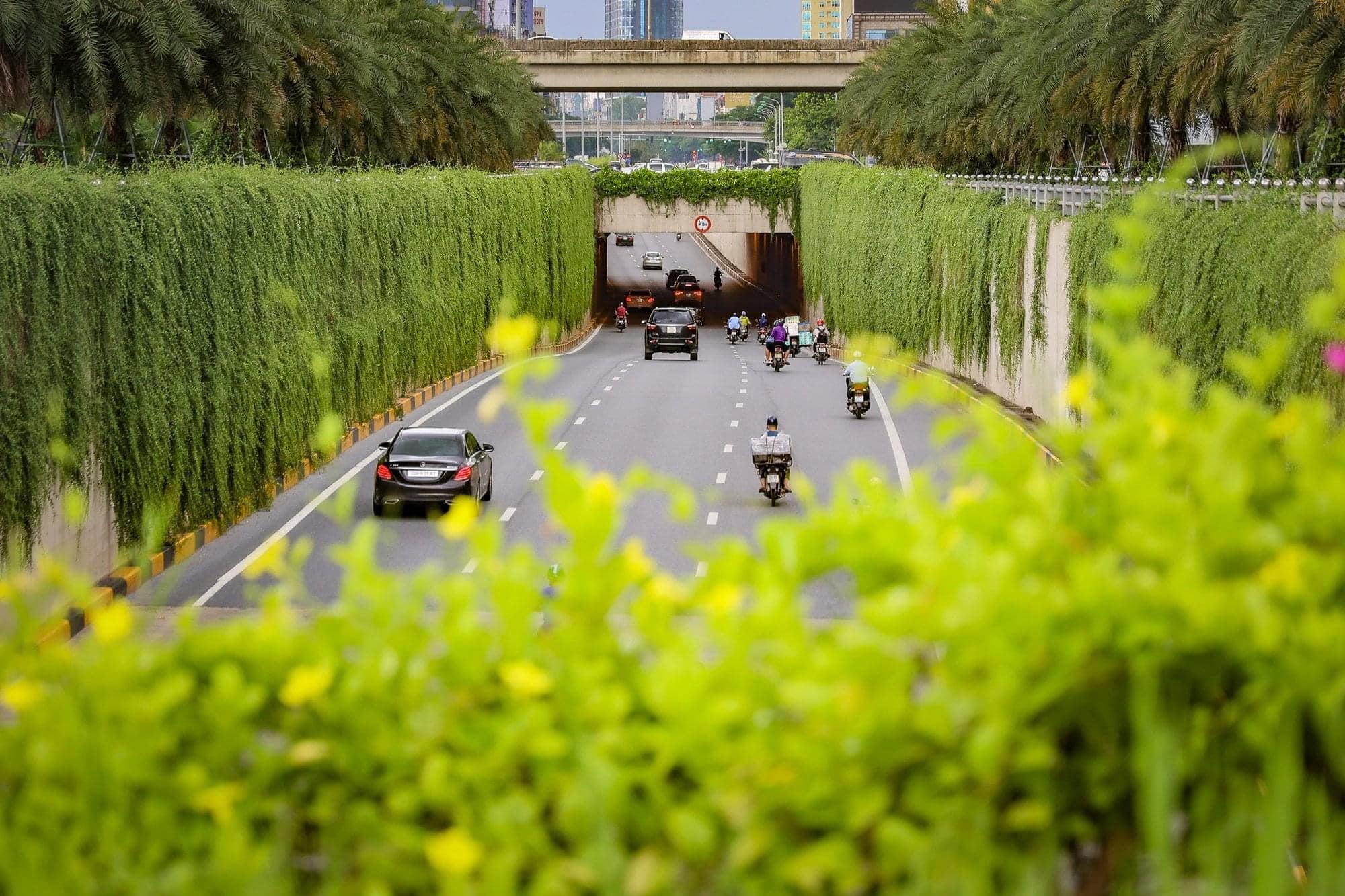 cây cúc tần ấn độ trồng ở các đường phố