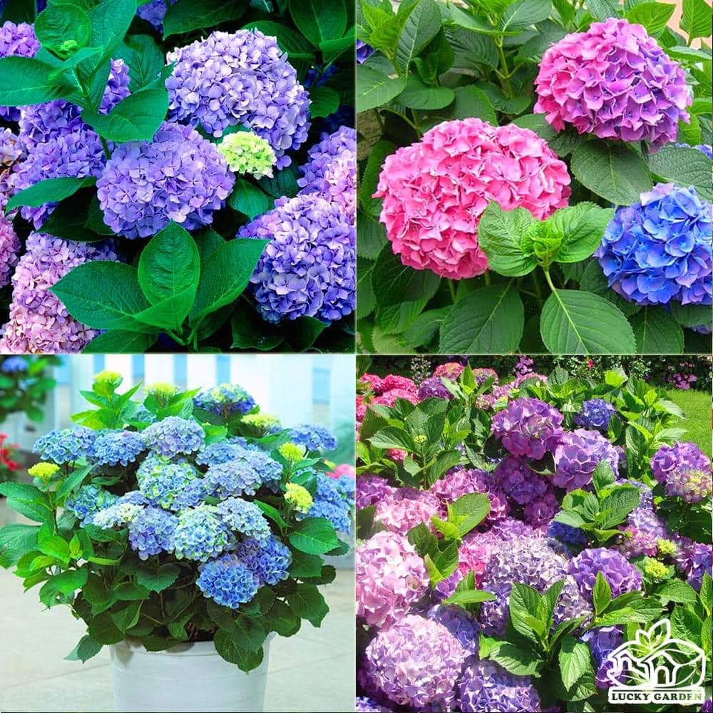 cây cũng thể hiện tình yêu