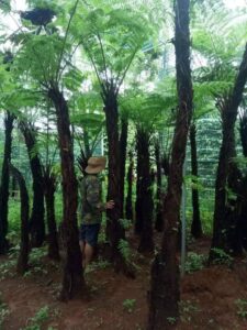 cây dương xỉ cổ đại
