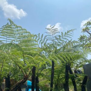 cây dương xỉ cổ đại hợp tuổi Tý Thìn