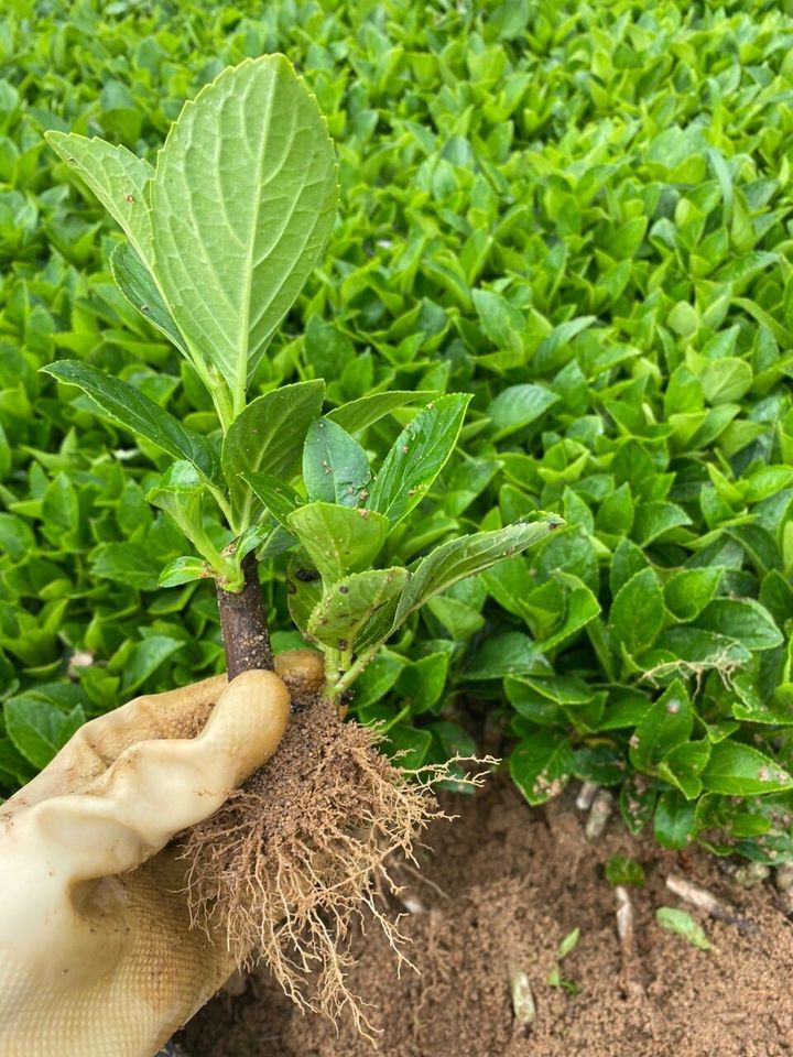 cây giống tại cửa hàng giúp bạn đỡ tốn thời gian