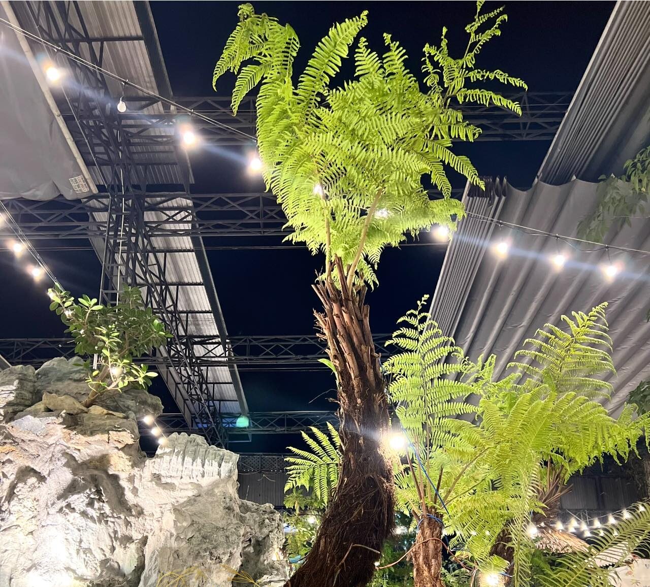 cây mang ý nghĩa vươn lên trong cuộc sống