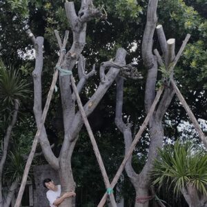 cây sứ đại cao 3-10 m