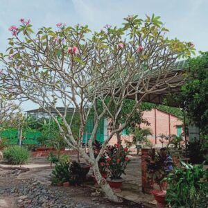 cây sứ đại phát triển chậm