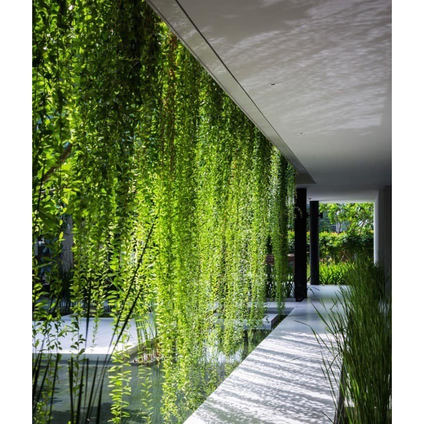 cây tạo những mảng xanh cho nhà ở, văn phòng