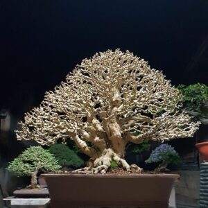cây trà phúc kiến bonsai