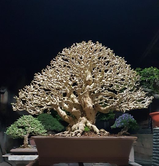 cây trà phúc kiến bonsai