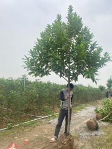 cây vú sữa