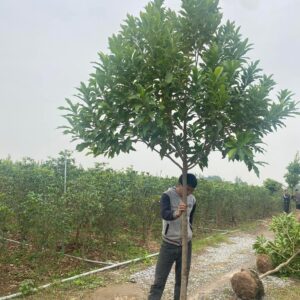cây vú sữa