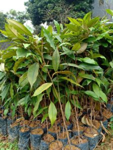 chuẩn bị cây giống