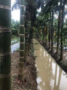 chúng tôi chuyên cung cấp cây cau cảnh sll