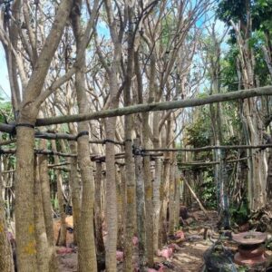 chúng tôi chuyên cung cấp cây chuông vàng công trình sll