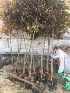 chúng tôi là địa chỉ bán cây vú sữa sll