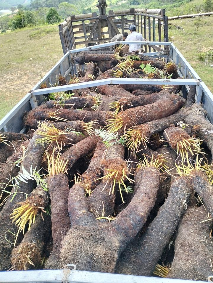 chúng tôi là đia chỉ uy tín cung cấp cây dương xỉ cổ đại chất lượng với số lượng lớn