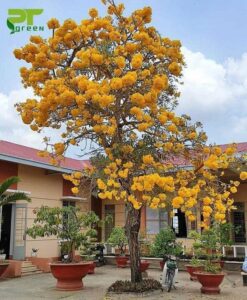 chuông vàng là loại cây có tuổi thọ lâu năm