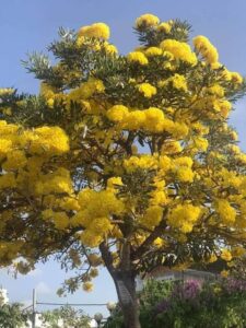 chuông vàng ra hoa rất đẹp