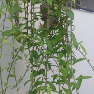 cúc tần Ấn Độ còn có các tên gọi khác như dây cúc tần, dây dọi