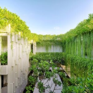 cúc tần ấn độ thích hợp nhất với mệnh Mộc và một số mệnh khác