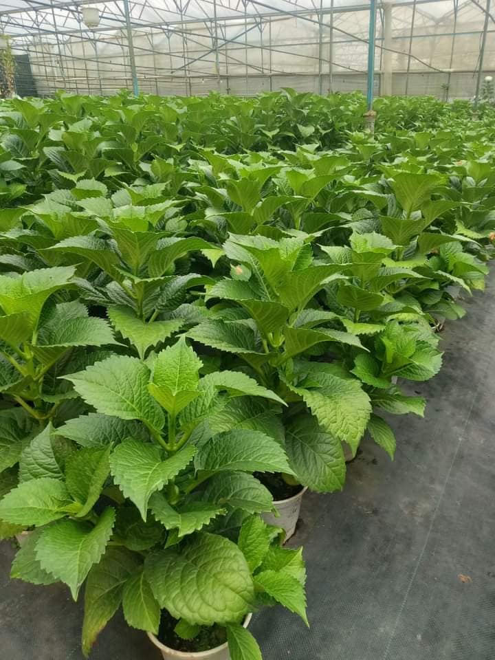 để có những cây cẩm tú cầu chất lượng đi kèm uy tín hãy đến với chúng tôi-CAYCANHDEP24H