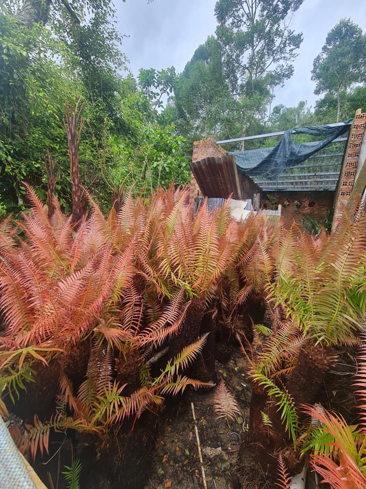 dương xỉ cổ đại