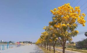làm đẹp đường phố