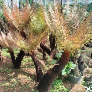 những người mệnh kim mộc rất phù hợp trồng cây này