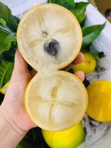 quả vú sữa chưa nhiều chất xơ