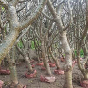 sứ đại công trình