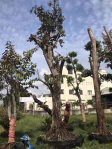 sử dụng vú sữa làm bóng mát