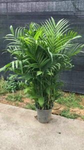tác dụng của cây cau cảnh